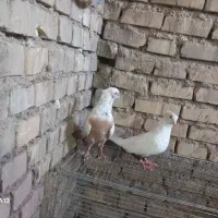 جفط‌دمزرد|پرنده|اهواز, شهرک رزمندگان|دیوار