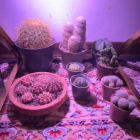 تعدادی کاکتوس