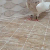 کبوتر‌طو‌قی