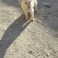 سگ پا کوتاه بازیگوش|سگ|کبودرآهنگ, |دیوار