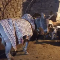 سگ خوب هم هست