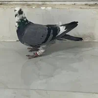 دم سفید و قره سبز آلمانی