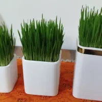 سبزه عید فروش عمده