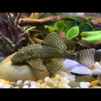 کت پوزه بوته ای مولد نر و ماده|ماهی|اهواز, کیانشهر|دیوار