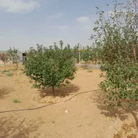 فروش باغ ۶۰۰متری چهاردیواری  درختان میوه|فروش خانه و ویلا|اراک, |دیوار