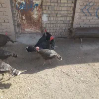 بوقلمون‌نروماده