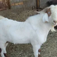 چپش جوان وعالی|حیوانات مزرعه|زرقان, |دیوار