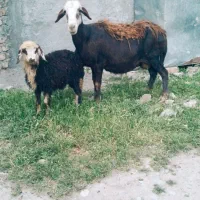 میش افشار