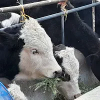 گوساله نر ۱۴۰ کیلویی