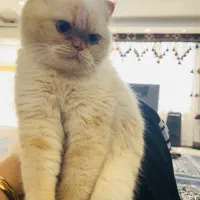 گربه MIX