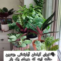 قرص کود. رشدانفجاری گل وگیاهان آپارتمانی