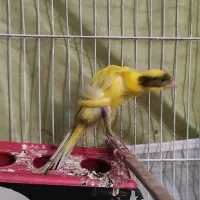 جفت قناری جیفر