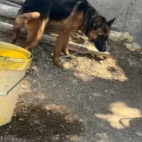 سگ ژرمن ورک