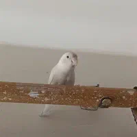 طوطی‌کوتوله‌نرفروشی‌یا‌معاوضه‌باعروس‌هلندی