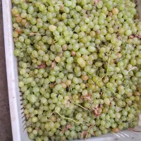 گیله تمیز