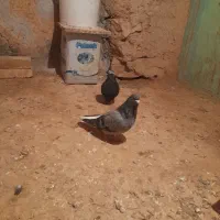 دم سفید مایدم