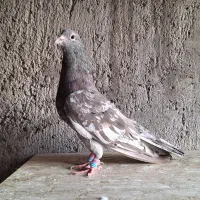 کبوتر سرور دورگ رنگی|پرنده|لنجان, |دیوار