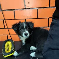 حیوانات خانگی