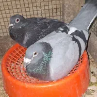 رنگی دورگ پلاکی