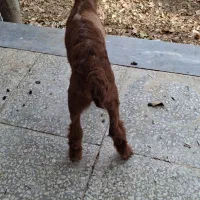 بز های خوب|حیوانات مزرعه|سردرود, |دیوار