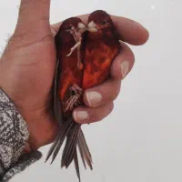 جفت سوخته سرخ و سهره چونه خطی|پرنده|شهرضا, |دیوار