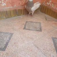 طوقی|پرنده|بهبهان, |دیوار