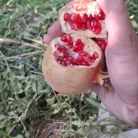 انار لوکس درجه ۱ انار سیاب