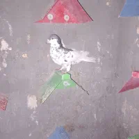 یال افشون نر|پرنده|اهواز, آسیاباد|دیوار