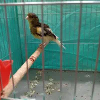 3 عدد قناری نر و ماده(معاوضه و فروش)|پرنده|آستانه اشرفیه, |دیوار