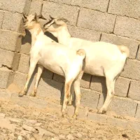 دوعدد بز صومال آبستن دوقلوزاه|حیوانات مزرعه|بندرعباس, |دیوار