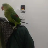 شاه طوطی اسکندر|پرنده|تهران, شهرک زینبیه|دیوار