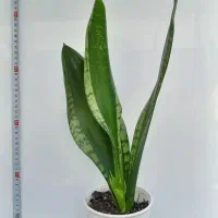 سانسوریا|گل و گیاه طبیعی|تهران, بنی‌هاشم|دیوار