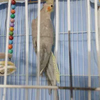 عروس هلندی ماده|پرنده|مشهد, کوشش|دیوار