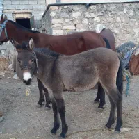 کوری قاطر ۸ماه|حیوانات مزرعه|کامیاران, |دیوار