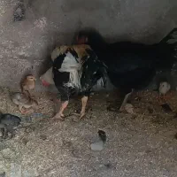 مرغ|حیوانات مزرعه|سراوان, |دیوار