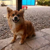 سگ پامیر روباهی|سگ|سنندج, |دیوار