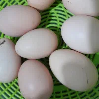 فروش تخم نطفه دار مرغ