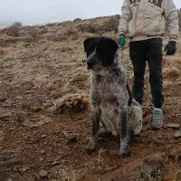 سگ سرابی نر