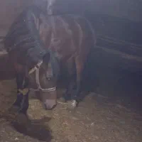 اسب مادیان|اسب و تجهیزات اسب‌سواری|کرمانشاه, |دیوار