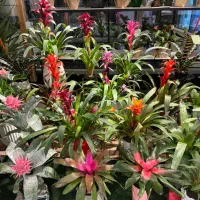 فروش گل و گیاه آپارتمانی