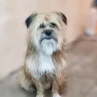 سگ معاوضه دارم با کبوتر خوب خوشونه گرده دار|سگ|خرم‌آباد, |دیوار