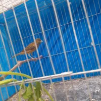 قناری نرجوان حلقه پا