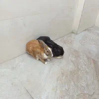 خرگوش سرحال و بازیگوش