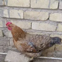 مرغ تخم گذار