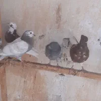کبوترپرشی|پرنده|قم, آزادگان|دیوار