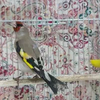 سهره دورگ،آکواریوم|پرنده|تهران, خاوران|دیوار