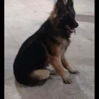سگ ژرمن شپرد ماده جوان