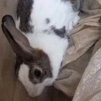 خرگوش