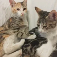 گمشده دو گربه کاملا خانگی تهرانپارس