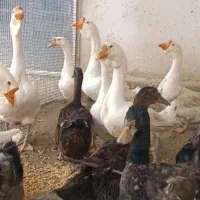قوغاز لیندا و اوکراینی